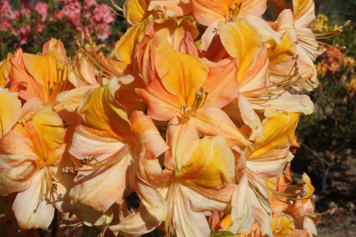 Knap Hill Apricot